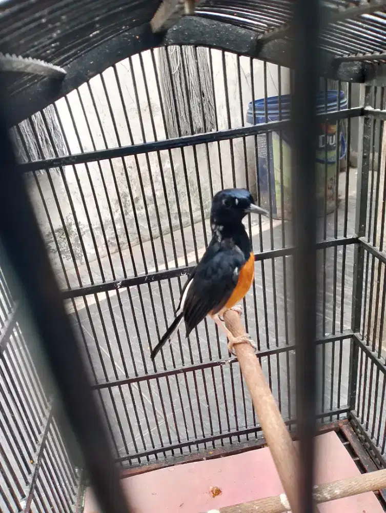 Murai batu blorok betina