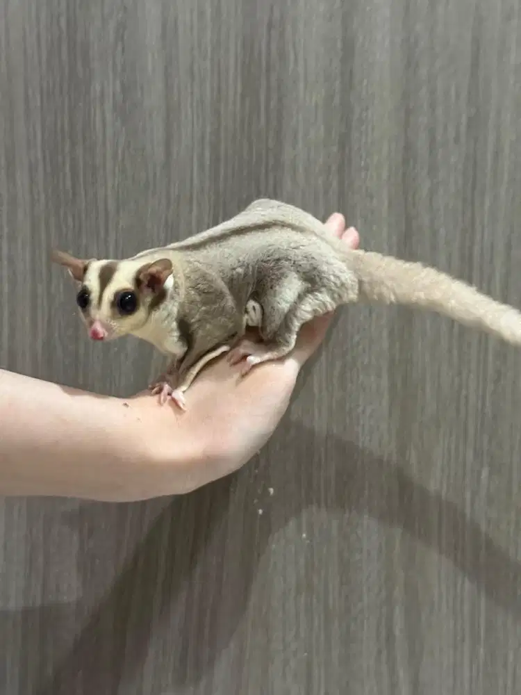 Sugar Glider Caramel