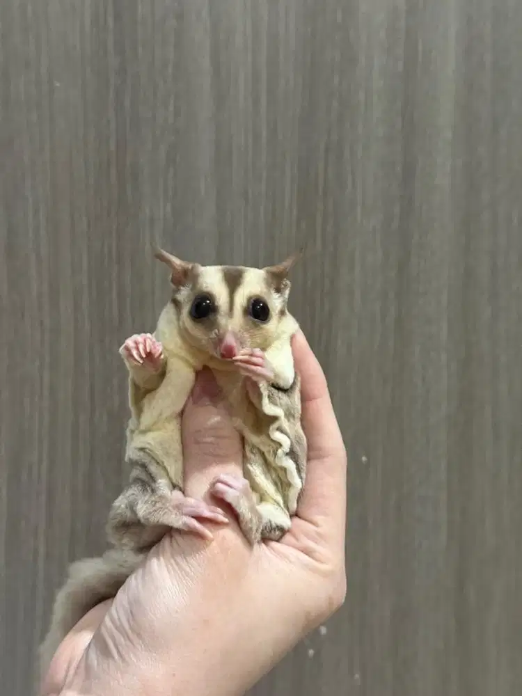 Sugar Glider Caramel Betina