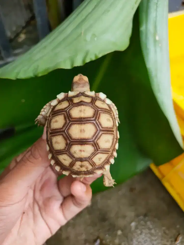 baby sulcata 5,8-6cm normal dan overscute rakus