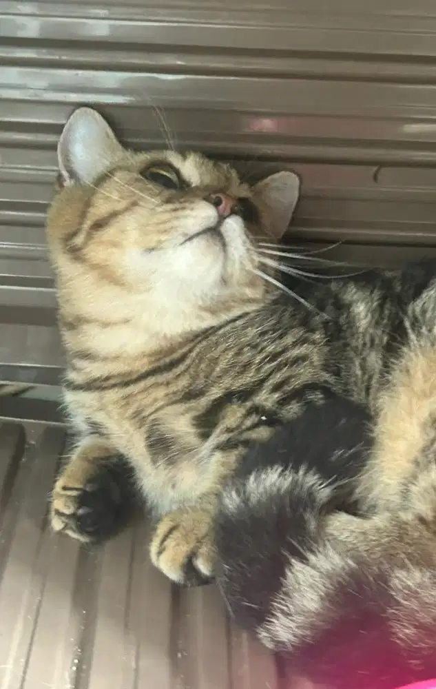 Kucing munchkin bsh british shorthair