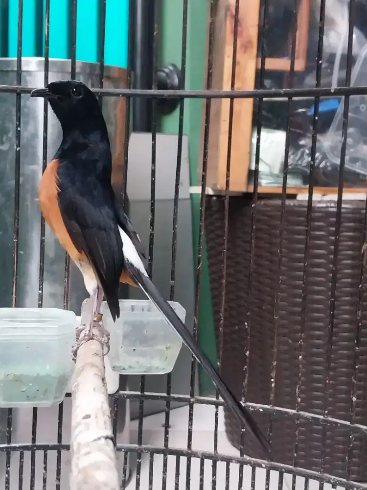 Murai batu gacor fighter isian komplit joss fullset