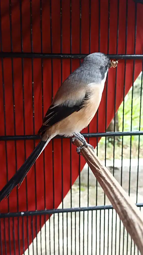 Cendet jatim jual lok depok margonda