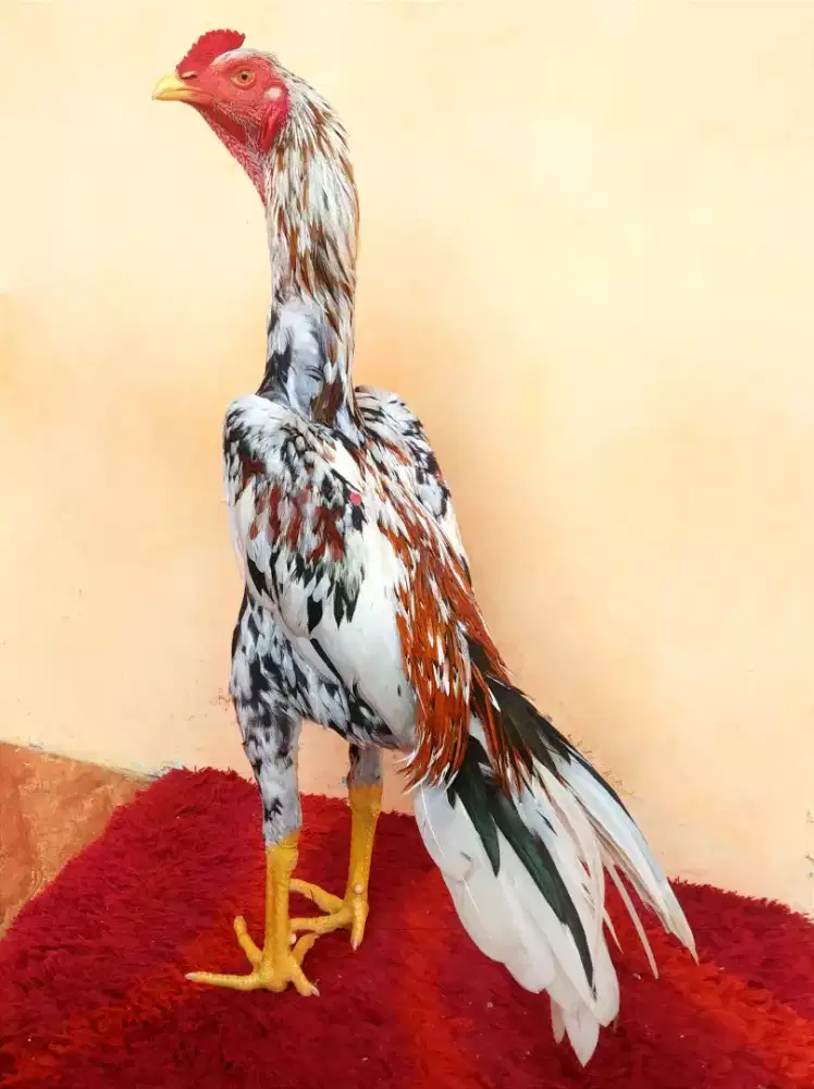 Ayam Ekor Lidi Super Mewah, Umur 6 Bulan