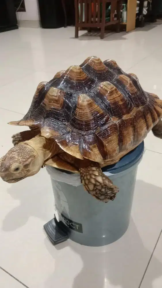 Kura -Kura Sulcata Size 37 cm