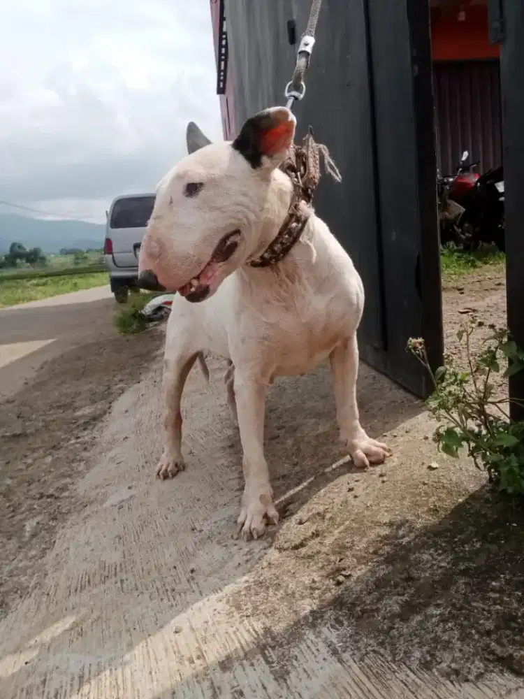 Bullterier indukan darah spoty