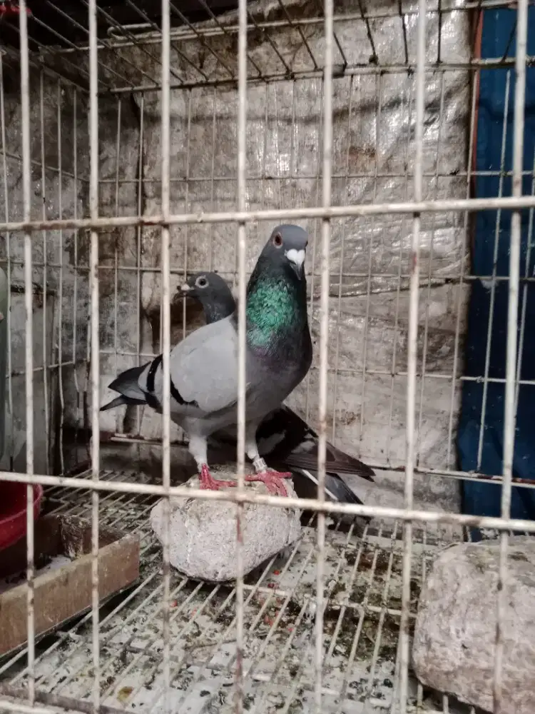 burung pos dewasa sepasang