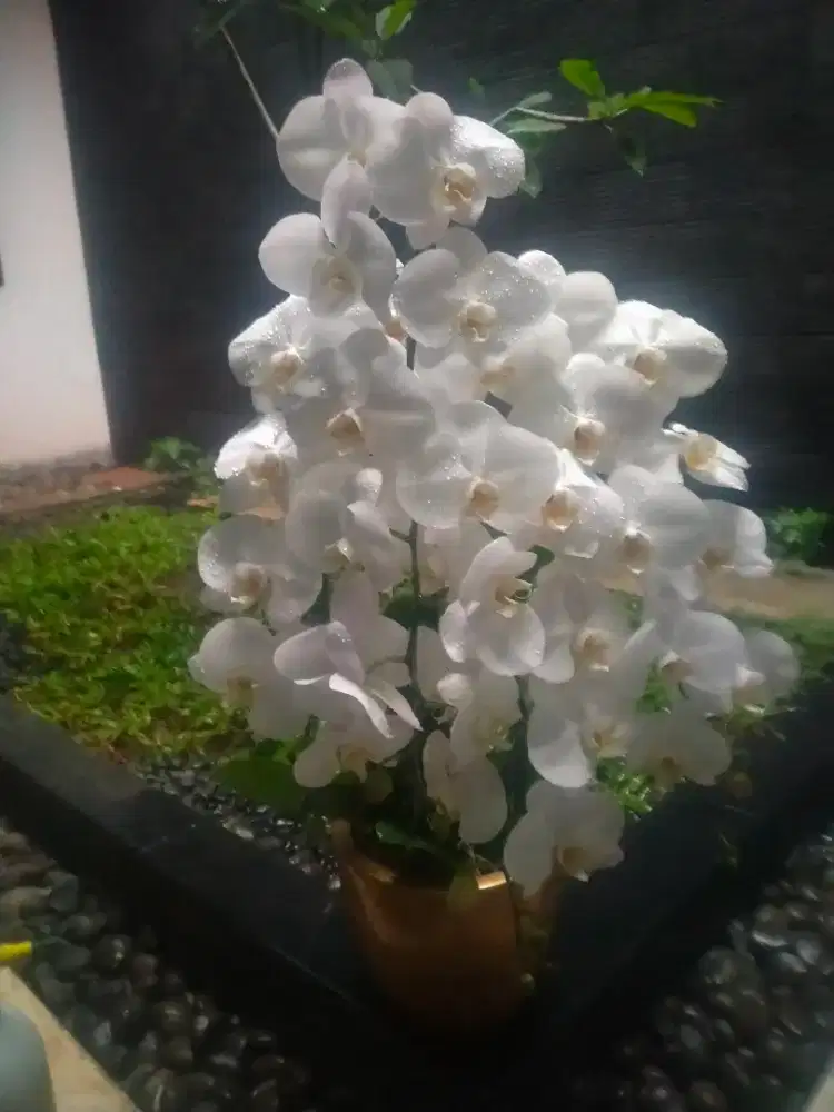 Hiasan tanaman rumah