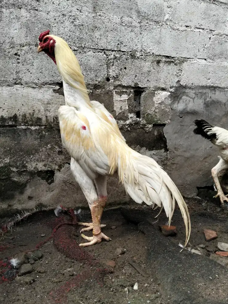 Ayam shamo anakan