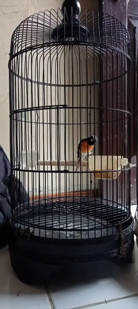 Masteran rawatan mantap