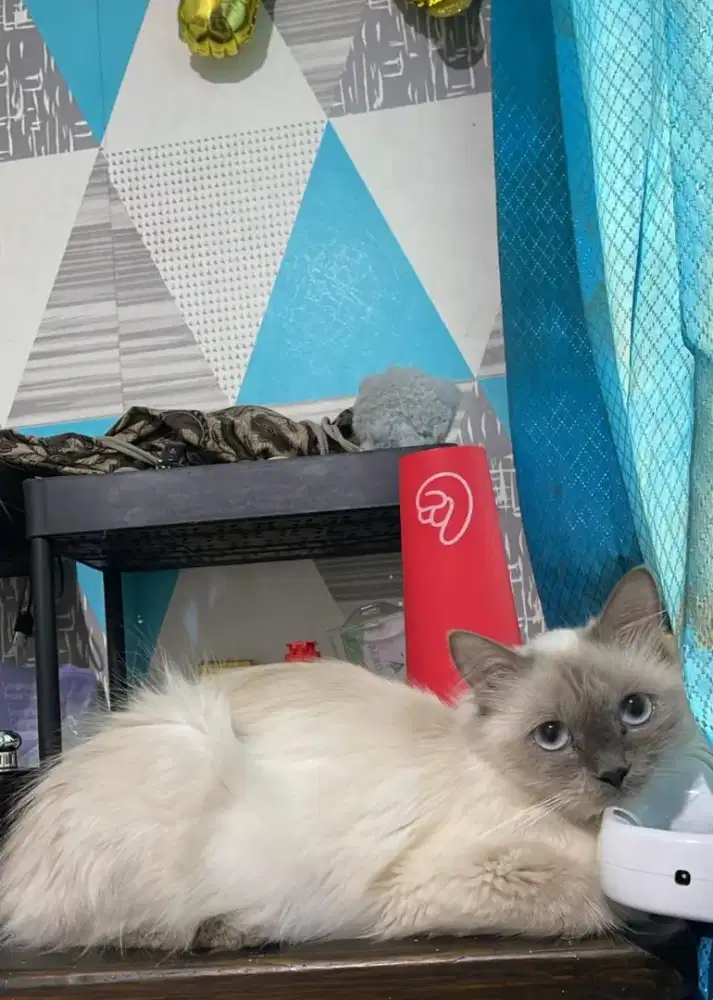 Himalaya Betina 1tahun