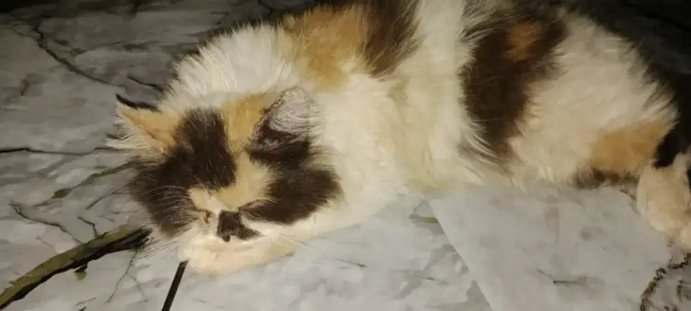 lepas adop Kucing pletnos