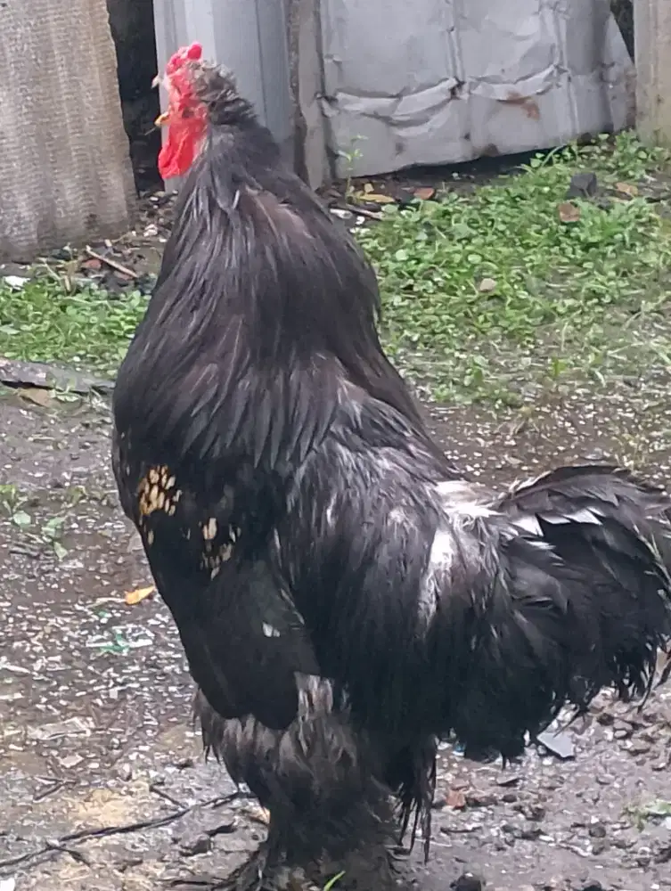 Ayam Brahma 3 ekor siap ternak bukan Kate Serama  Pelung Ketawa