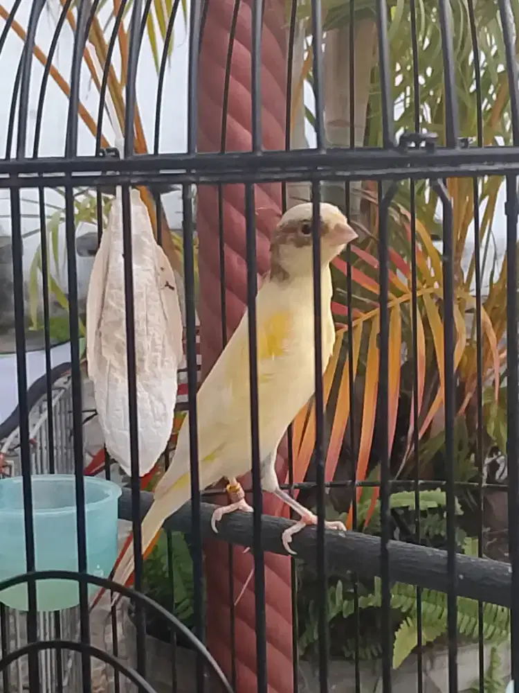 Kenari F1SF kuning msh paud