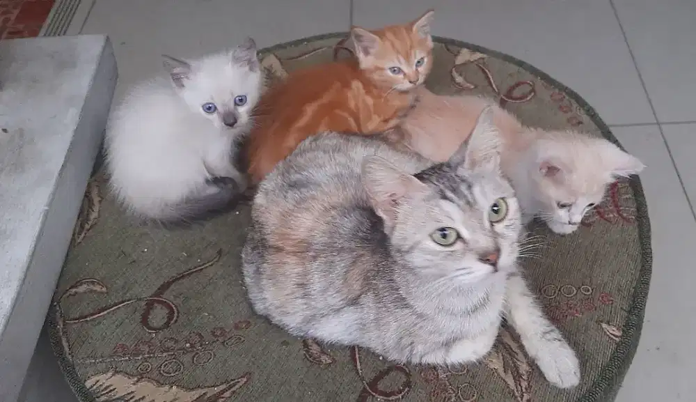 Lepas adopsi anak kucing blasteran borongan