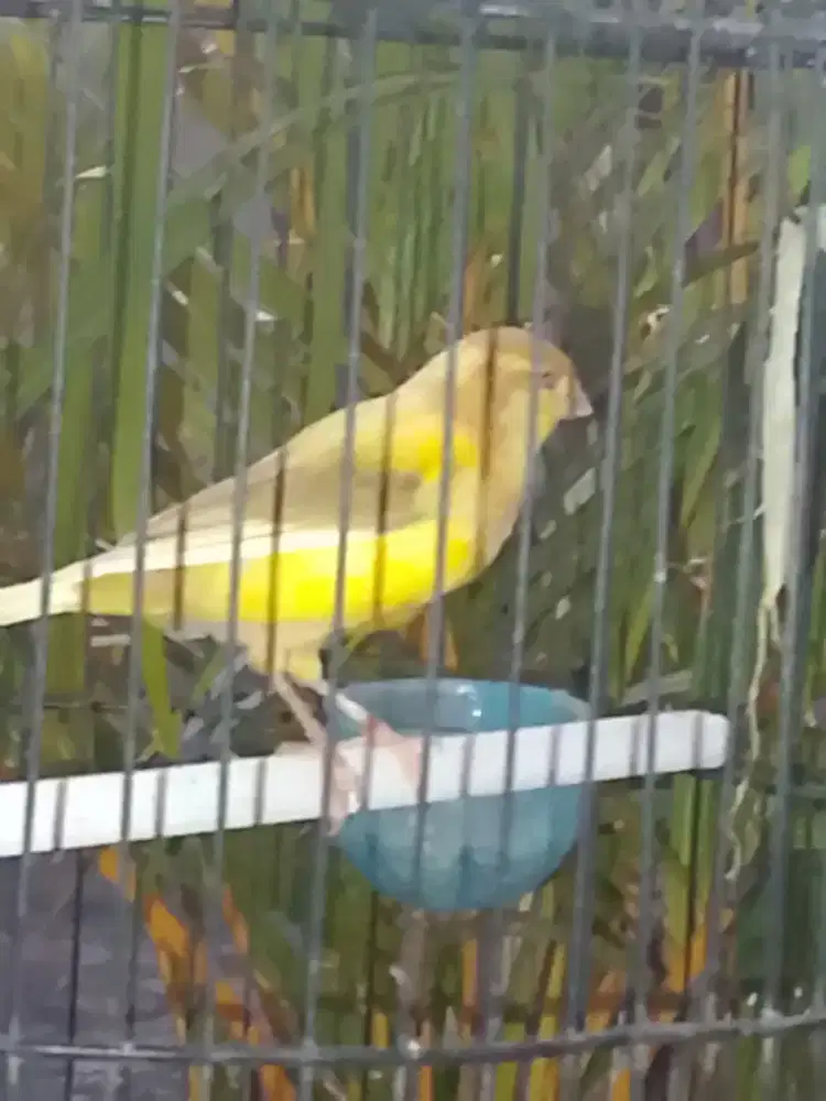 Kenari Loper kuning cream paud