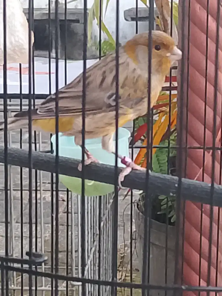 Kenari AF ex.pejantan baru ganti bulu