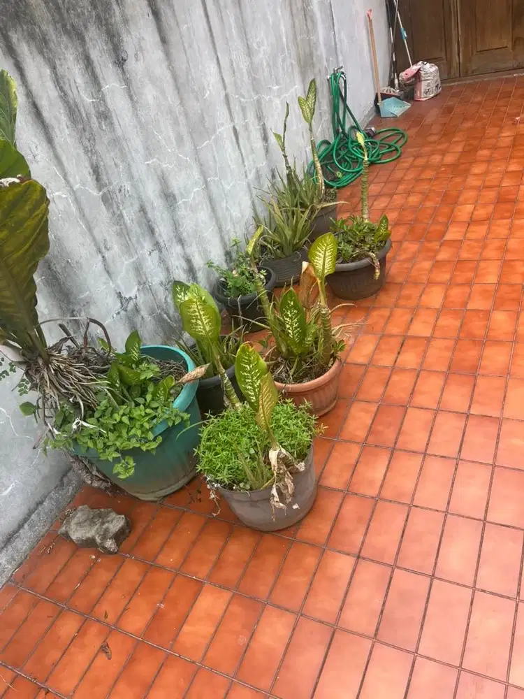 Tanaman gratis dengan Pot