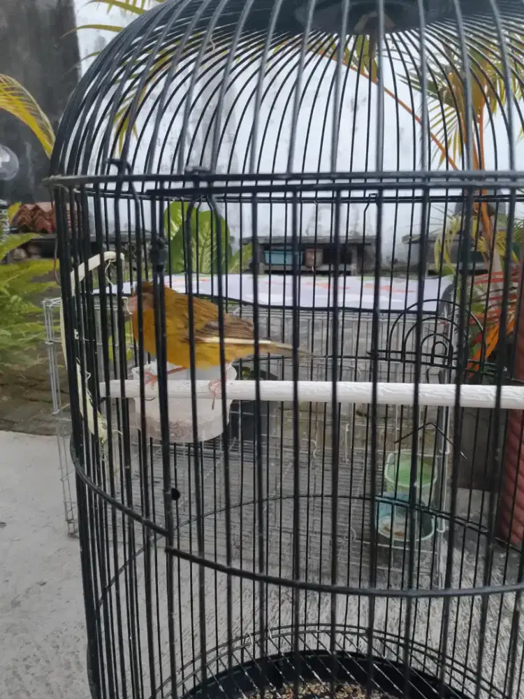 Kenari betina usia 6 bulan warna hijau