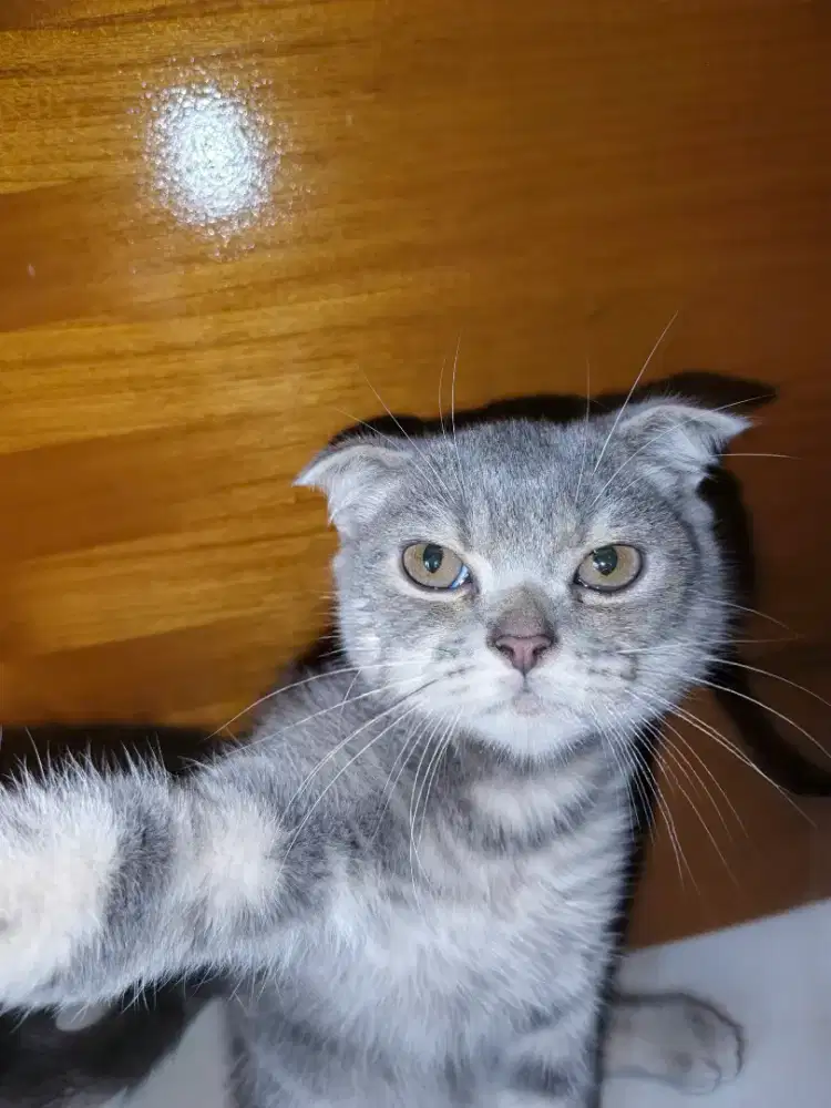 Kucing lucu scotish fold