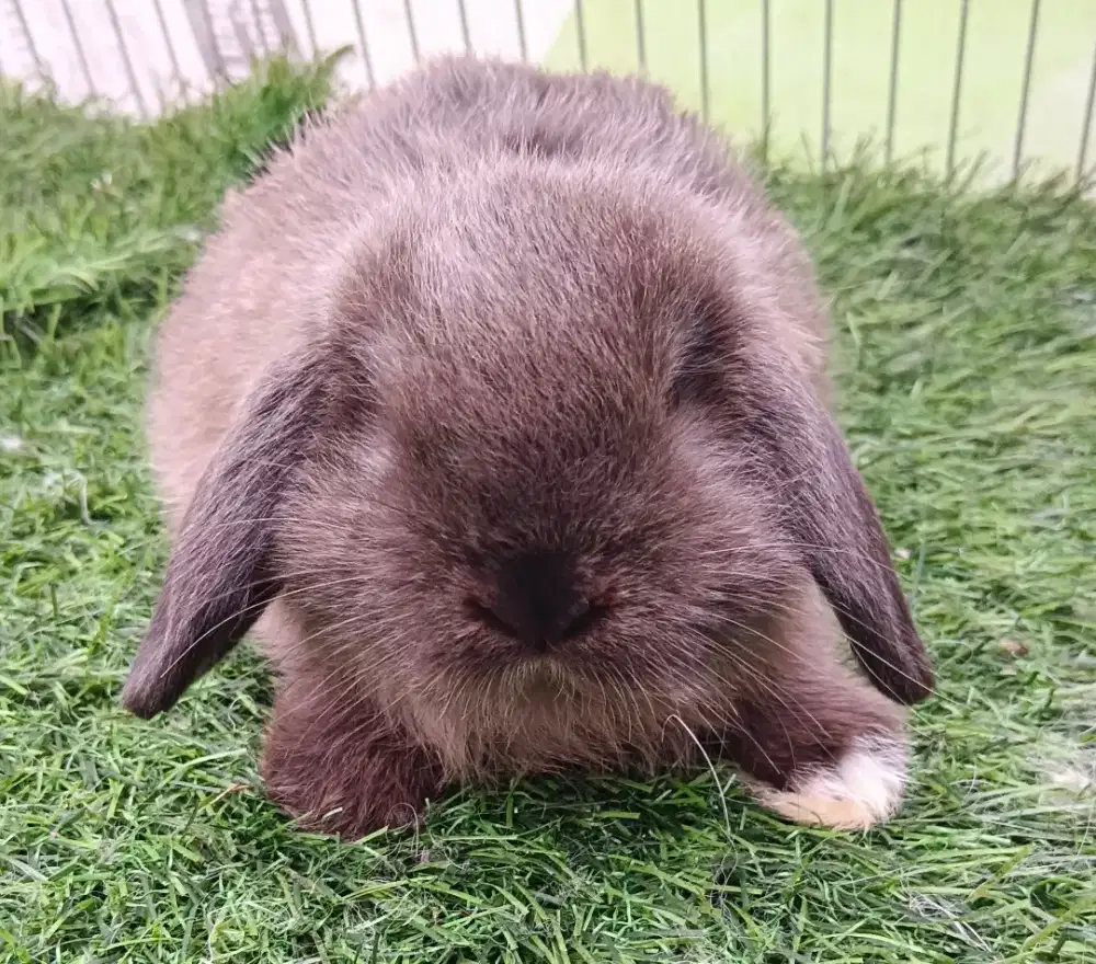 Kelinci Holland lop jantan umur 2 bulan