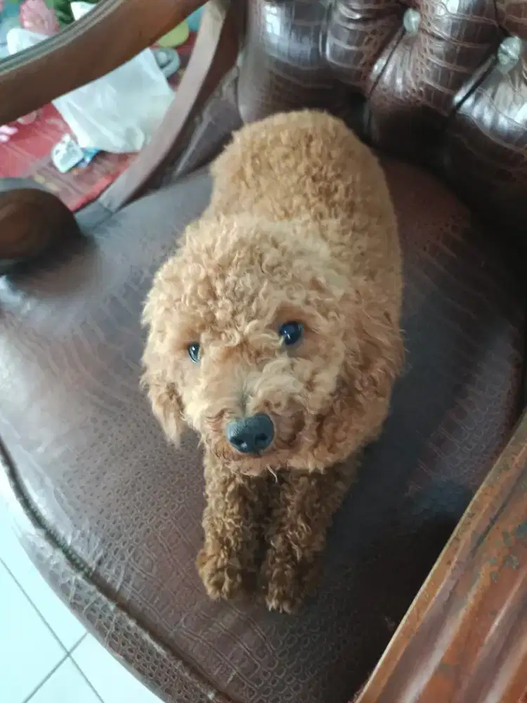 Jual Toy Poodle Mumer