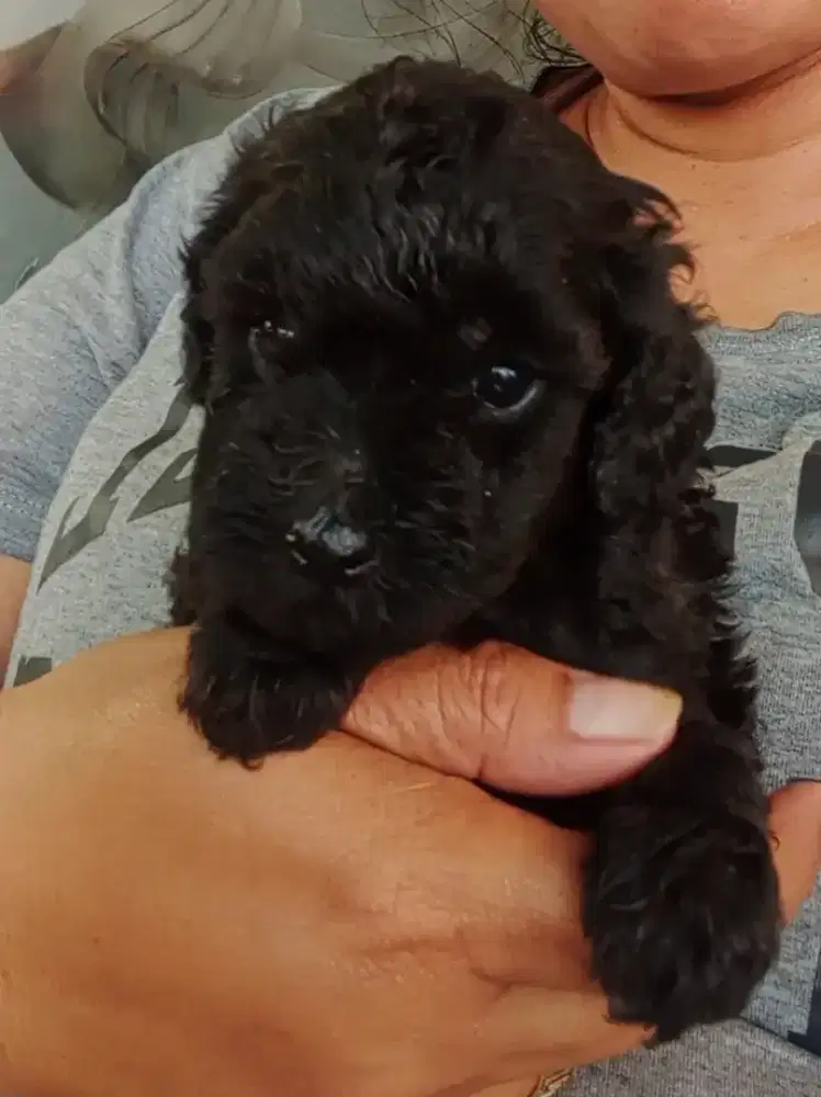 poodle calon silver (anakan silver + red toy poodle)