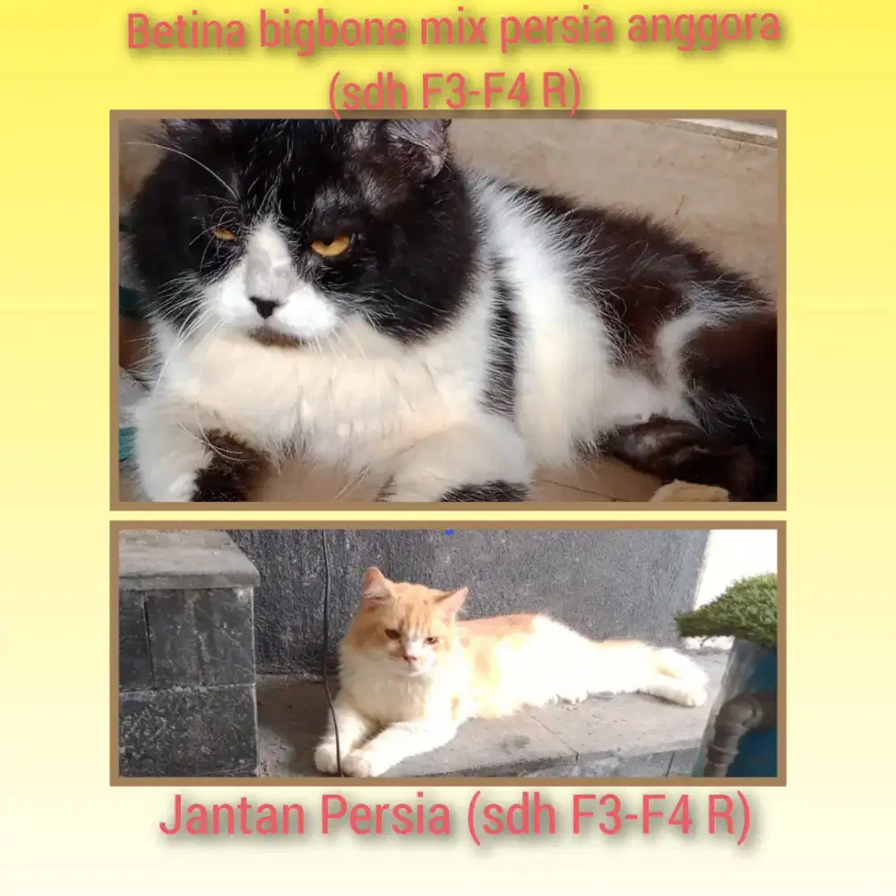 Mo ditinggal tugas ,LA sepasang