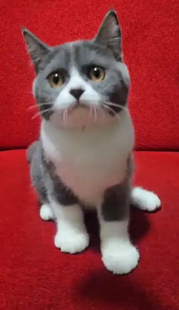 BSH Bicolor Male Line Ped