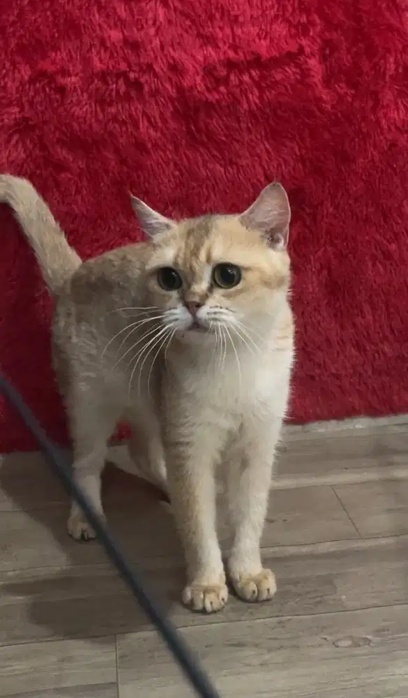 Brittish shorthair golden