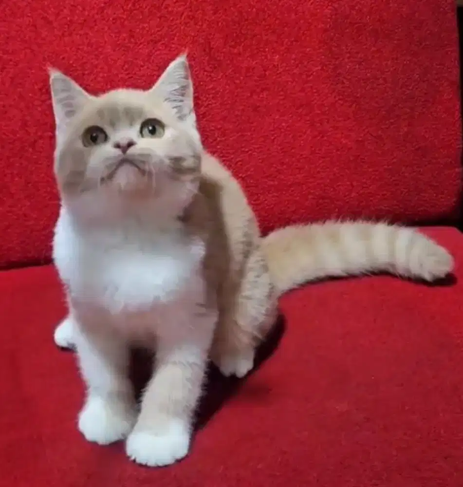 BSH Bico Fawn Male Line Ped