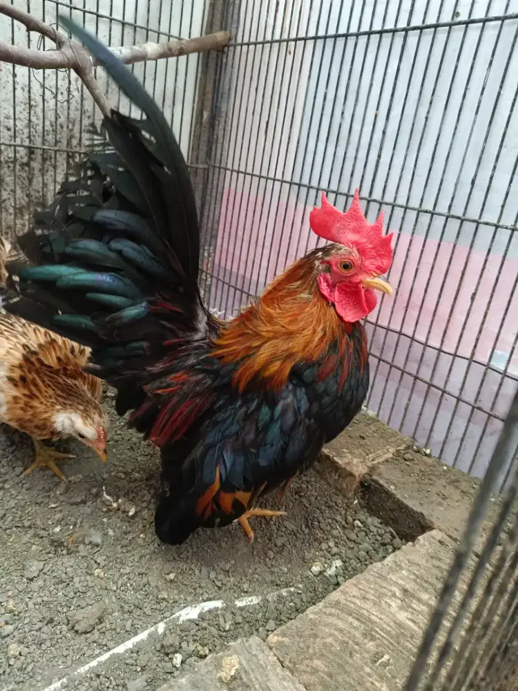 Ayam Kate Serama Jago