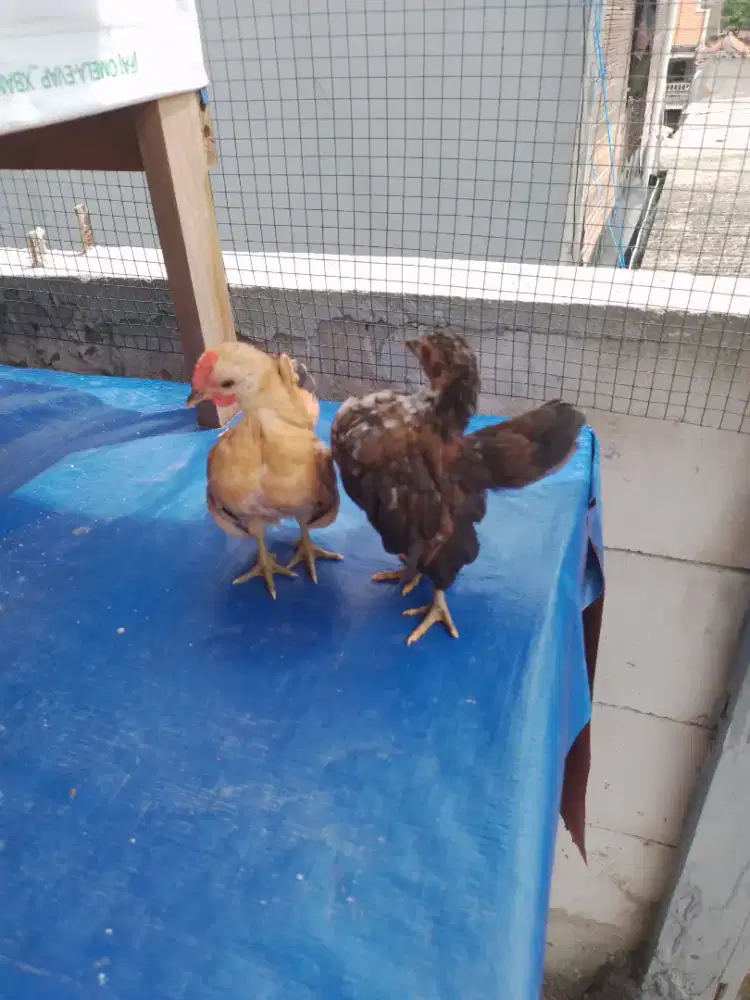 Anakan Serama selam size A original 2 bulan