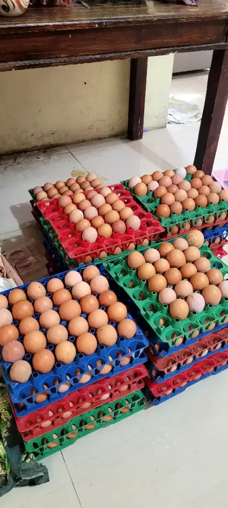 Telur Ayam Horn Fresh