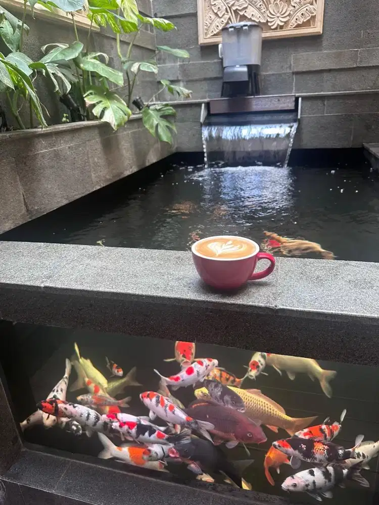Jual Ikan Koi di Kota Wisata