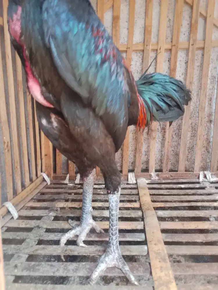 Bismillah.pny jgo jenis BK klasik x Mangon UK 6 umur 5 bln mntl aman