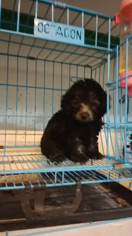 Toy Poodle Silver Betina