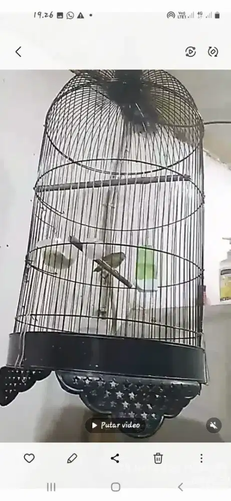 Bismillah jual berkah apa adanya burung jenggot mini plus kandang