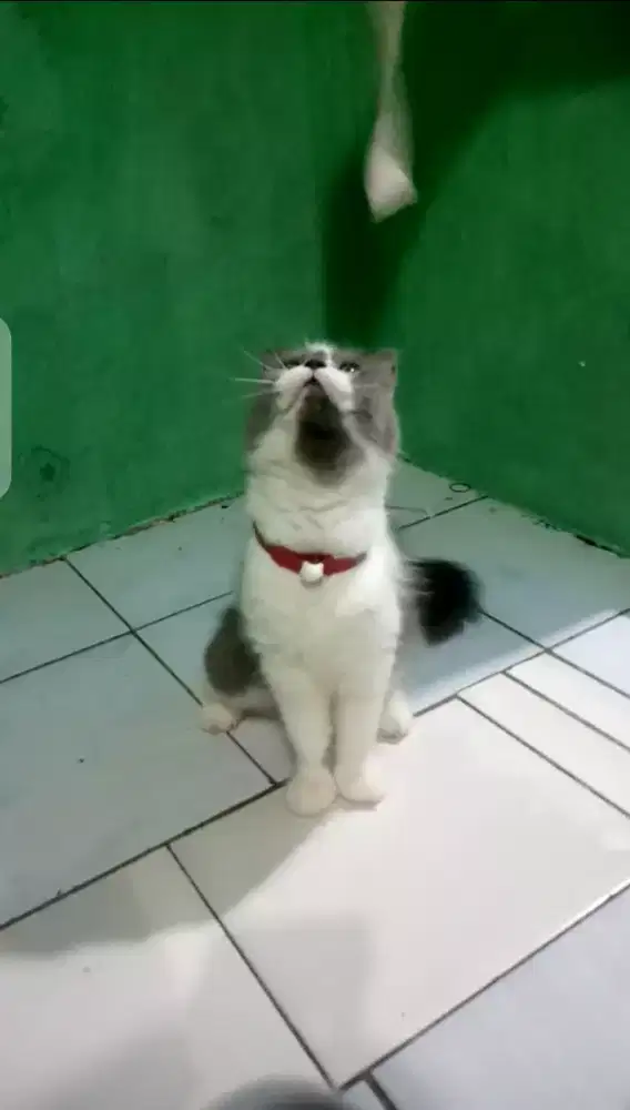 Persia mix bsh betina 9 bulan