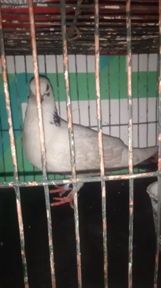 Burung Dara sepasang