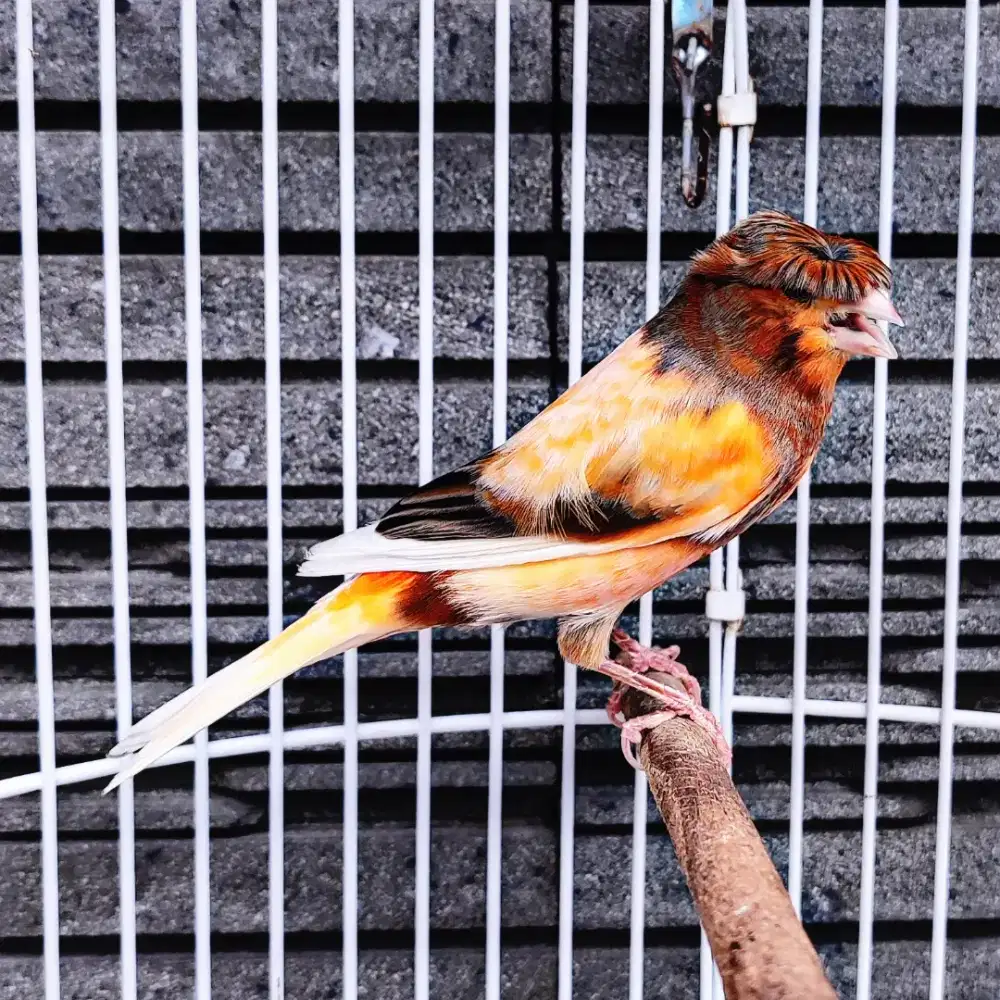 Kenari Jambul/Gloster Merlok Bon Simetris - Jantan Gacor