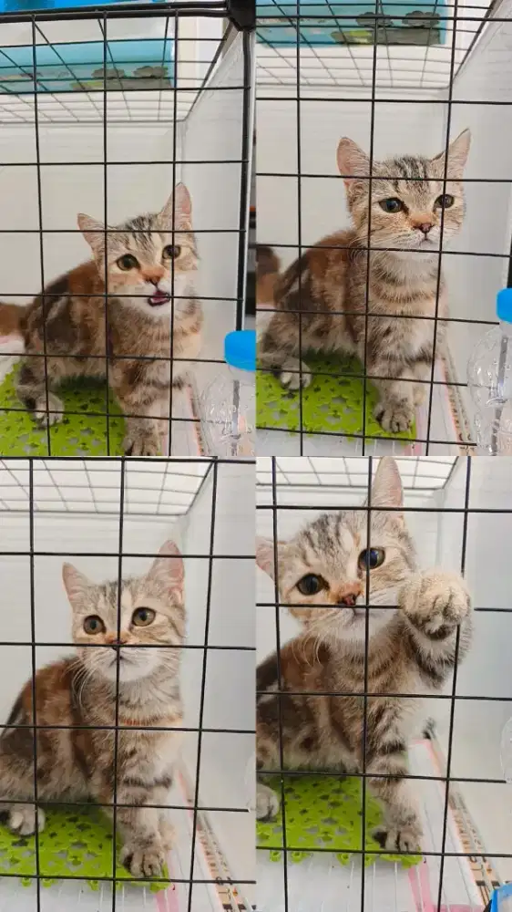 Munchkin standart kitten betina