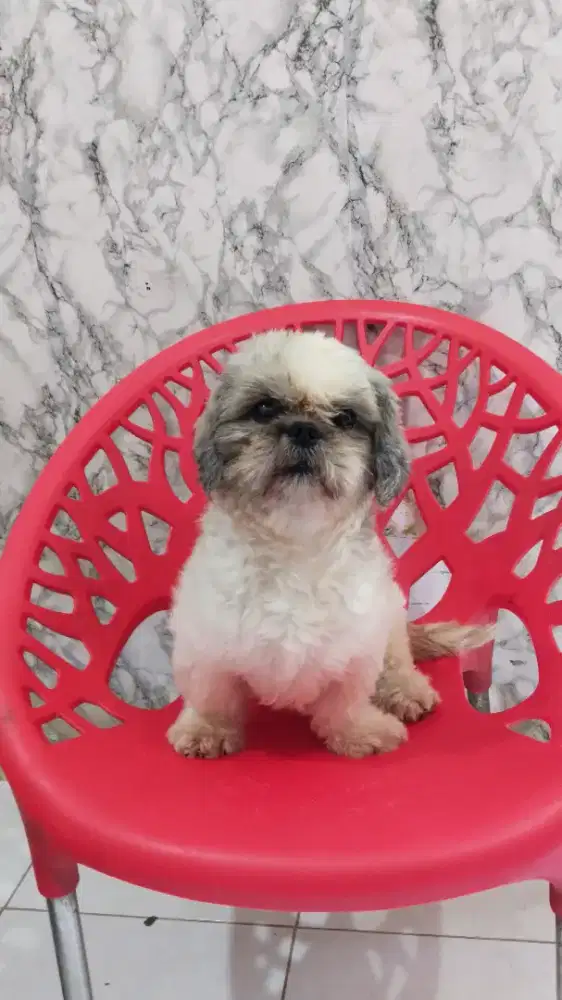 Shitzu Betina Sdh Pacak