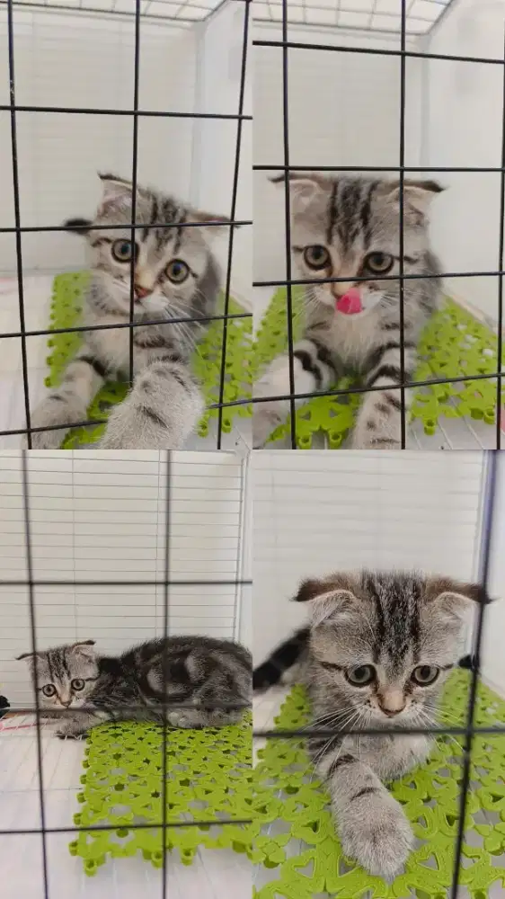 Scottis Fold kitten betina