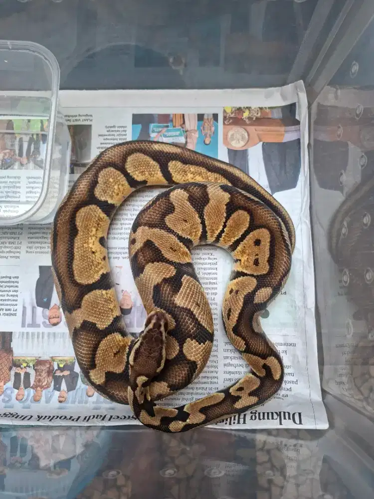 Ular BP Jantan Pastel Jinak Kontras