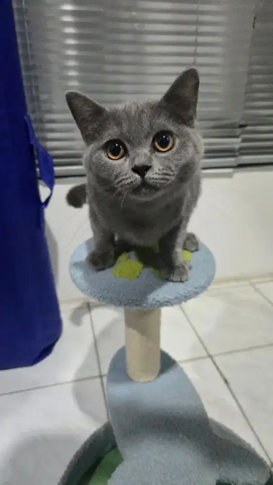 Kucing BSH Blue