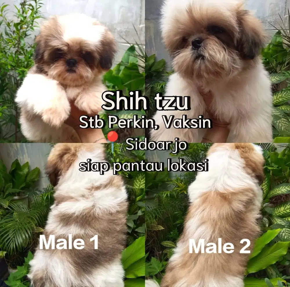 Shihtzu, 2 Jantan
