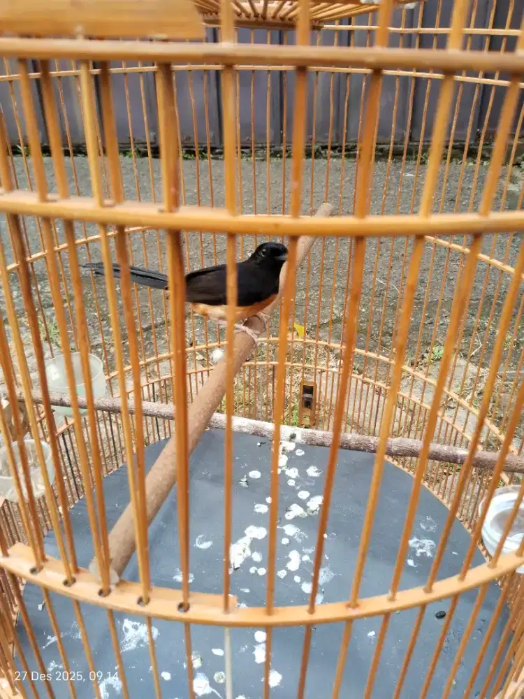 Murai pastol muda belia prospek monggo negoin