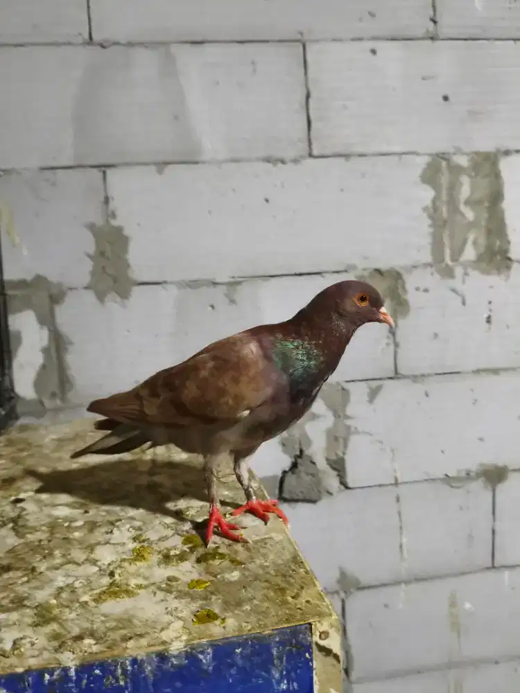 Burung bandangan coklat bule