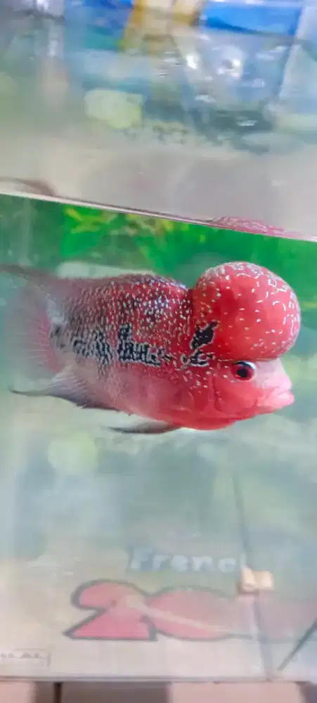 Louhan srd 3jari merah merona